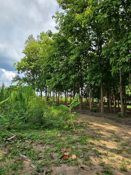 เมืองนครปฐม, Nakhon Pathom, Ban Yang, Muang Nakhon Pathom, Nakhon Pathom, , 89,312 sqm, Land For Sale, by Nipawan Thurasuk, 500358687 - DDproperty.com