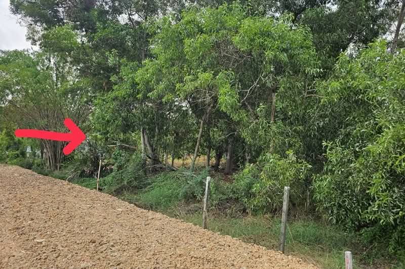 บึงบอน-หนองเสือ, ปทุมธานี, บึงบอน, หนองเสือ, ปทุมธานี, 800 ตร.ม., ที่ดิน ขาย, โดย ชนะชาติ นนท์ตา, 500358776 - DDproperty.com