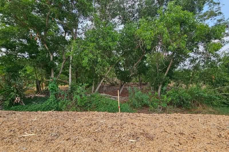 บึงบอน-หนองเสือ, ปทุมธานี, บึงบอน, หนองเสือ, ปทุมธานี, 800 ตร.ม., ที่ดิน ขาย, โดย ชนะชาติ นนท์ตา, 500358776 - DDproperty.com