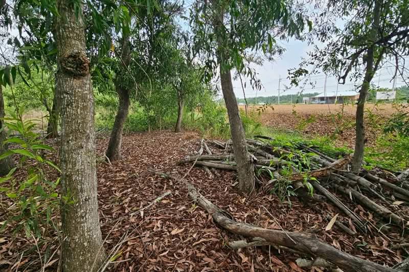 บึงบอน-หนองเสือ, ปทุมธานี, บึงบอน, หนองเสือ, ปทุมธานี, 800 ตร.ม., ที่ดิน ขาย, โดย ชนะชาติ นนท์ตา, 500358776 - DDproperty.com