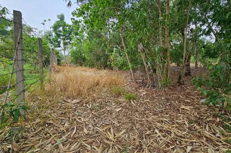 บึงบอน-หนองเสือ, ปทุมธานี, บึงบอน, หนองเสือ, ปทุมธานี, 800 ตร.ม., ที่ดิน ขาย, โดย ชนะชาติ นนท์ตา, 500358776 - DDproperty.com