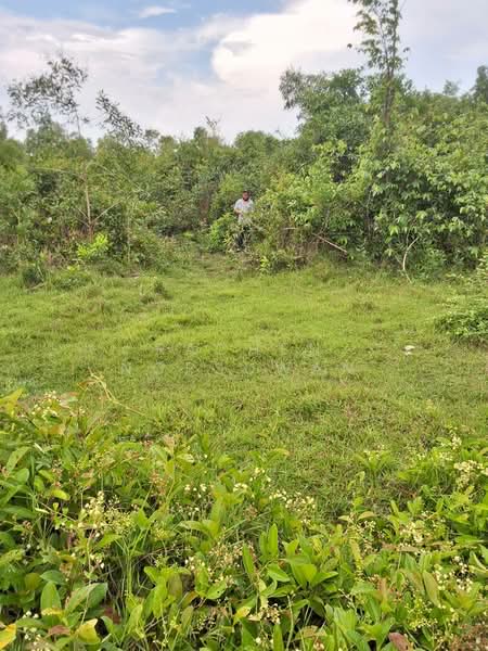 Cheap land for sale in Khuan Lang, Hat Yai, suitable for residential development. Area: 83.7 square, Songkhla, Khuan Lang, Hat Yai, Songkhla, , 336 sqm, Land For Sale, by Rachen Nopsuwan, 500359137 - DDproperty.com