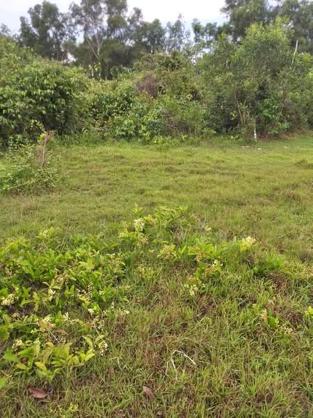 Cheap land for sale in Khuan Lang, Hat Yai, suitable for residential development. Area: 83.7 square, Songkhla, Khuan Lang, Hat Yai, Songkhla, , 336 sqm, Land For Sale, by Rachen Nopsuwan, 500359137 - DDproperty.com