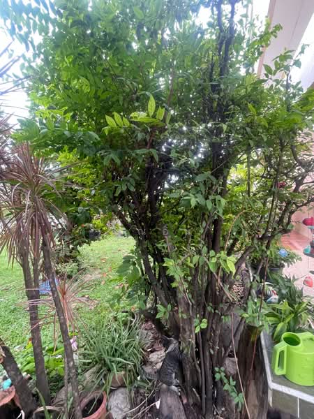 หมู่บ้านพฤกษชาติ, กรุงเทพ, สะพานสูง, กรุงเทพ, 320 ตร.ม., บ้านเดี่ยว ขาย, โดย คุณอิน, 500359219 - DDproperty.com