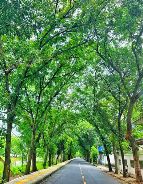 ให้เช่าที่ดิน ริมบึงน้ำ-ถนนอุโมงค์ต้นไม้ ย่านประชาชื่น, Bangkok, Chatuchak, Bangkok, , 1,056 sqm, Retail Space For Rent, by Forty-Six Real Estate Group, 500359338 - DDproperty.com