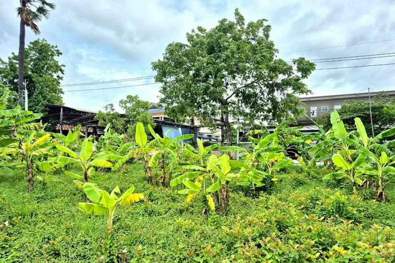 ขาย/เช่า ที่ดินเปล่า เนื้อที่ 402 ตร.ว. ซอยพูลศรี 6 (ตรงข้ามสำนักสักยันต์อาจารย์นู), Pathum Thani, Bang Dua, Muang Pathum Thani, Pathum Thani, , 1,608 sqm, Land For Sale, by ชนะชาติ นนท์ตา, 500361702 - DDproperty.com