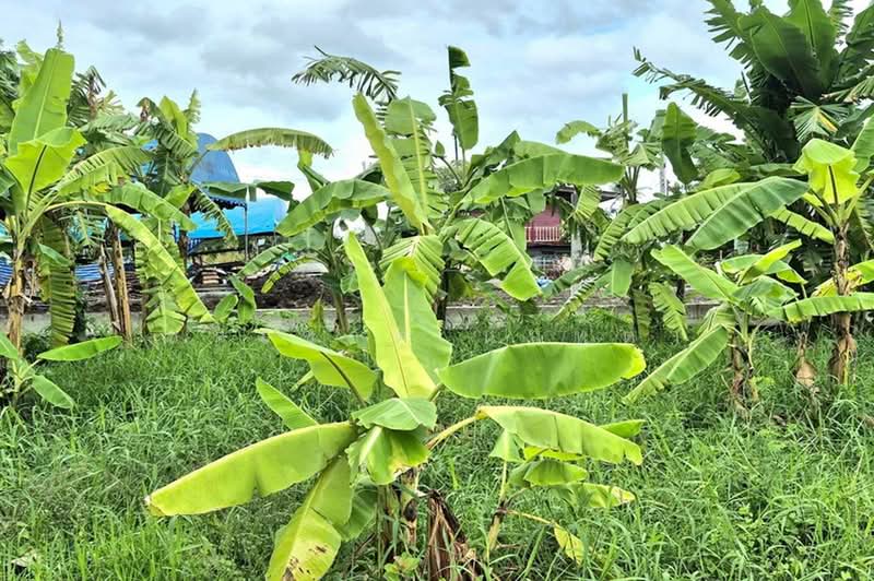 ขาย/เช่า ที่ดินเปล่า เนื้อที่ 402 ตร.ว. ซอยพูลศรี 6 (ตรงข้ามสำนักสักยันต์อาจารย์นู), Pathum Thani, Bang Dua, Muang Pathum Thani, Pathum Thani, , 1,608 sqm, Land For Sale, by ชนะชาติ นนท์ตา, 500361702 - DDproperty.com