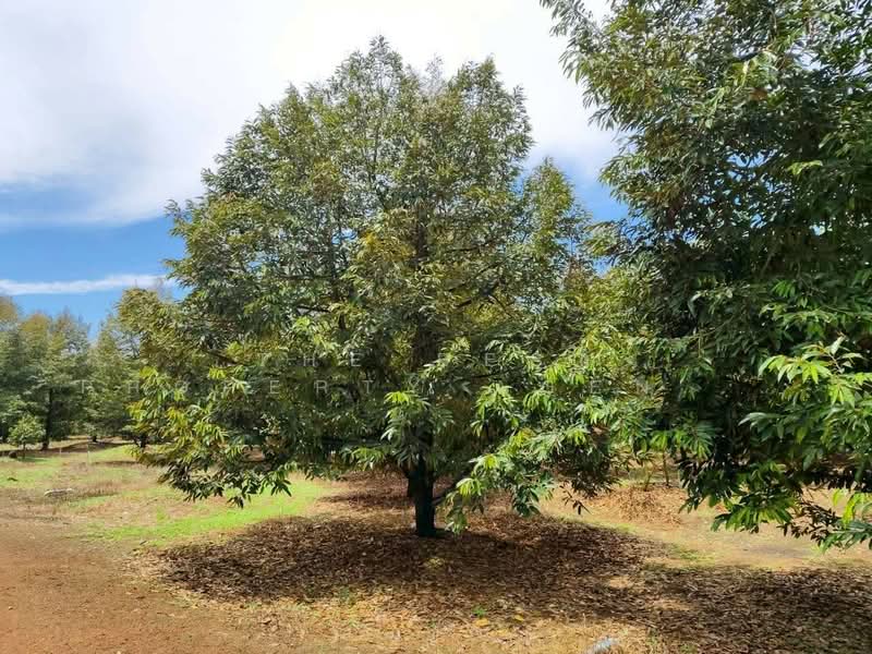 ที่ดินขลุง จันทบุรี, Chanthaburi, Wang Sappharot, Khlung, Chanthaburi, , 41,448 sqm, Land For Sale, by The Best Property Agent โชติ, 500362393 - DDproperty.com