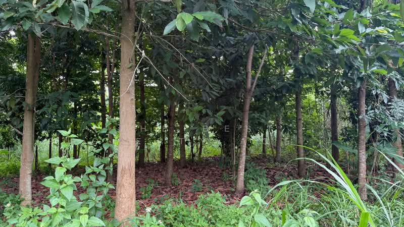 ที่ดินจอมทอง เชียงใหม่, Chiang Mai, Ban Luang, Chom Thong, Chiang Mai, , 11,920 sqm, Land For Sale, by The Best Property Agent บอย, 500362464 - DDproperty.com