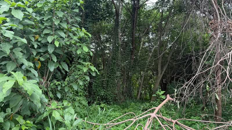 ที่ดินจอมทอง เชียงใหม่, Chiang Mai, Ban Luang, Chom Thong, Chiang Mai, , 11,920 sqm, Land For Sale, by The Best Property Agent บอย, 500362464 - DDproperty.com