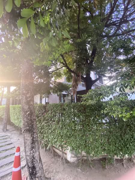 Baan Klang Muang Kalpapruek : บ้านกลางเมือง กัลปพฤกษ์, กรุงเทพ, ถนนศาลธนบุรี, บางหว้า, ภาษีเจริญ, กรุงเทพ, 180 ตร.ม., ทาวน์เฮ้าส์ ขาย, โดย Eastblue Horizon, 500367856 - DDproperty.com