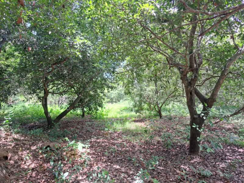 ที่ดินโกรกพระ นครสวรรค์, Nakhon Sawan, Bang Mafo, Krok Phra, Nakhon Sawan, , 2,384 sqm, Land For Sale, by The Best Property เบ็นซ์, 500367883 - DDproperty.com