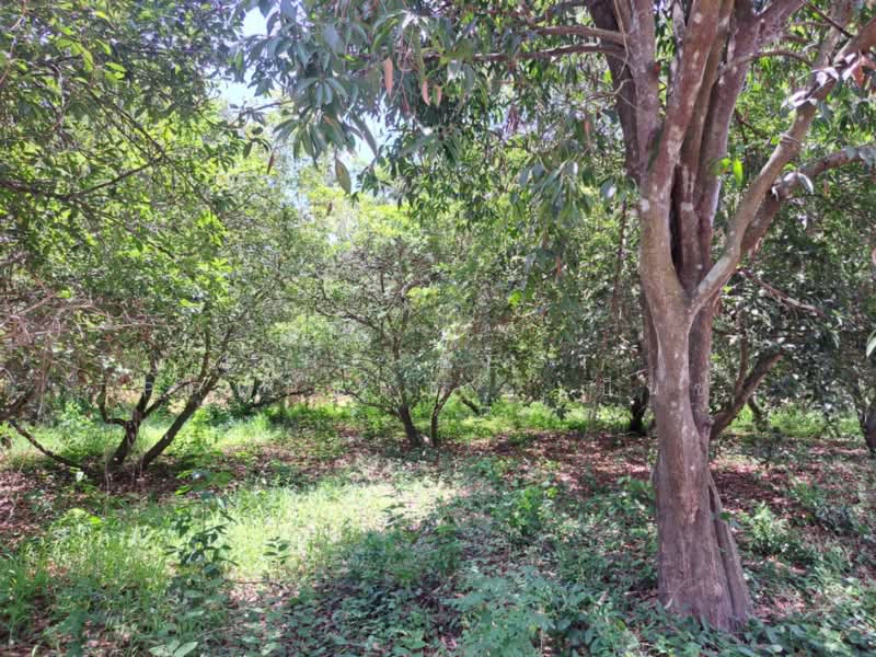 ที่ดินโกรกพระ นครสวรรค์, Nakhon Sawan, Bang Mafo, Krok Phra, Nakhon Sawan, , 2,384 sqm, Land For Sale, by The Best Property เบ็นซ์, 500367883 - DDproperty.com
