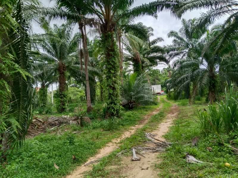 ที่ดินทุ่งคา ชุมพร, ชุมพร, ทุ่งคา, เมืองชุมพร, ชุมพร, 42,064 ตร.ม., ที่ดิน ขาย, โดย The Best Property รัก, 500367935 - DDproperty.com