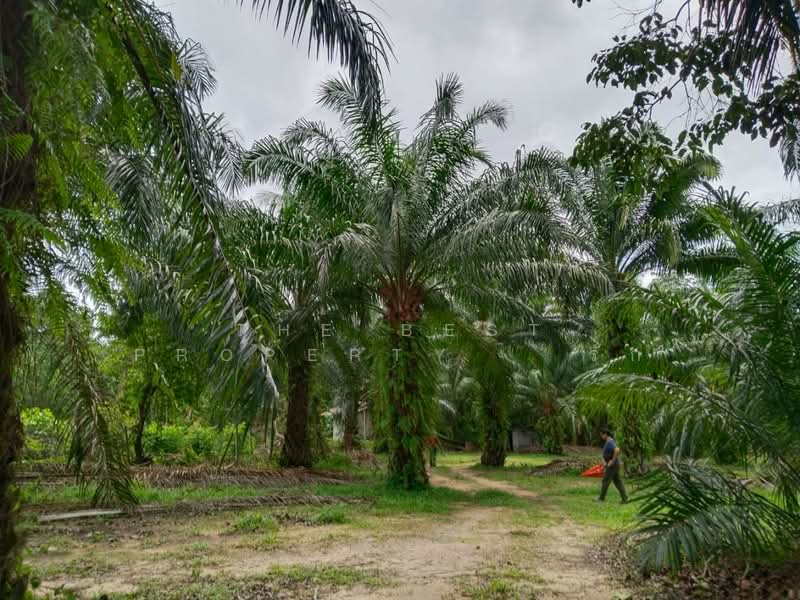 ที่ดินทุ่งคา ชุมพร, Chumphon, Thung Kha, Muang Chumphon, Chumphon, , 42,064 sqm, Land For Sale, by The Best Property รัก, 500367935 - DDproperty.com