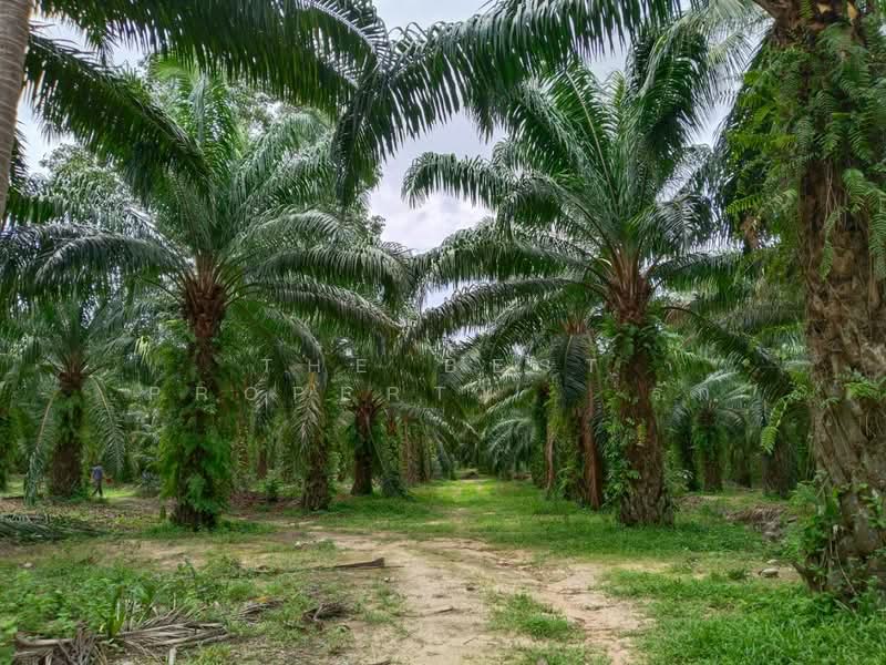 ที่ดินทุ่งคา ชุมพร, Chumphon, Thung Kha, Muang Chumphon, Chumphon, , 42,064 sqm, Land For Sale, by The Best Property รัก, 500367935 - DDproperty.com