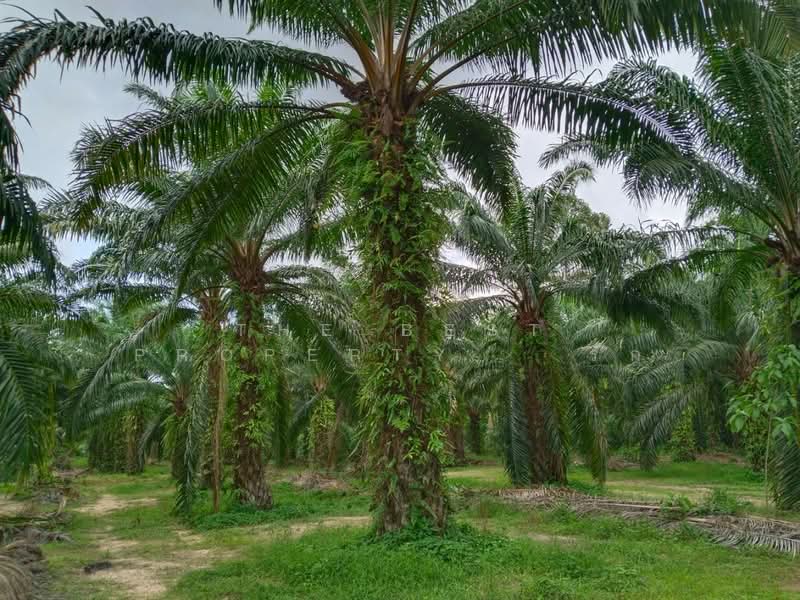 ที่ดินทุ่งคา ชุมพร, Chumphon, Thung Kha, Muang Chumphon, Chumphon, , 42,064 sqm, Land For Sale, by The Best Property รัก, 500367935 - DDproperty.com