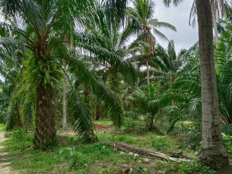 ที่ดินทุ่งคา ชุมพร, ชุมพร, ทุ่งคา, เมืองชุมพร, ชุมพร, 42,064 ตร.ม., ที่ดิน ขาย, โดย The Best Property รัก, 500367935 - DDproperty.com