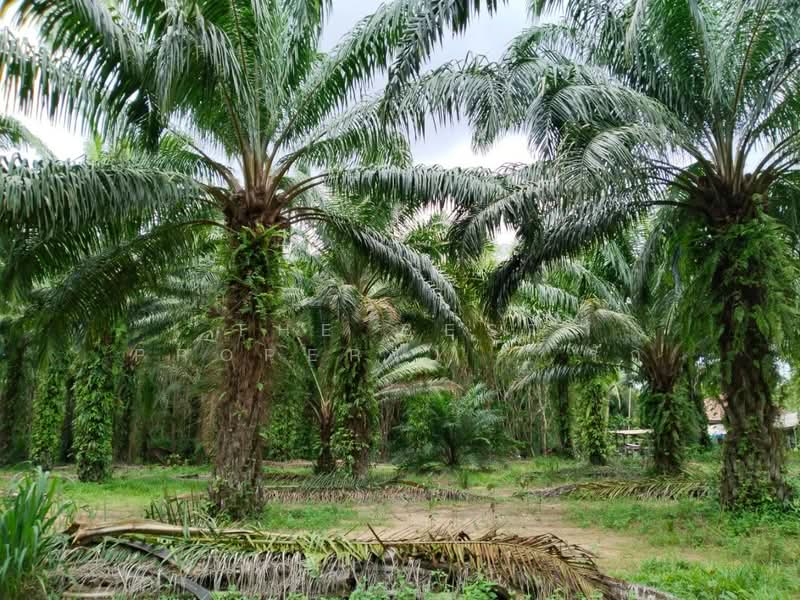 ที่ดินทุ่งคา ชุมพร, ชุมพร, ทุ่งคา, เมืองชุมพร, ชุมพร, 42,064 ตร.ม., ที่ดิน ขาย, โดย The Best Property รัก, 500367935 - DDproperty.com