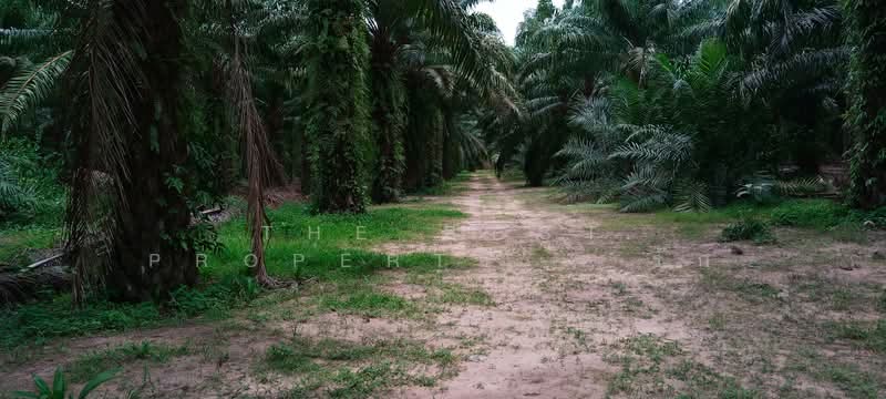ที่ดินทุ่งคา ชุมพร, ชุมพร, ทุ่งคา, เมืองชุมพร, ชุมพร, 42,064 ตร.ม., ที่ดิน ขาย, โดย The Best Property รัก, 500367935 - DDproperty.com