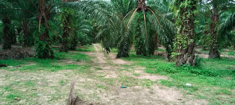 ที่ดินทุ่งคา ชุมพร, Chumphon, Thung Kha, Muang Chumphon, Chumphon, , 42,064 sqm, Land For Sale, by The Best Property รัก, 500367935 - DDproperty.com