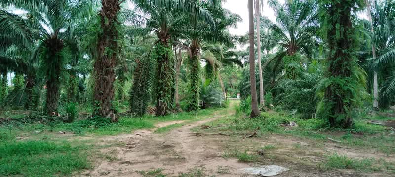 ที่ดินทุ่งคา ชุมพร, Chumphon, Thung Kha, Muang Chumphon, Chumphon, , 42,064 sqm, Land For Sale, by The Best Property รัก, 500367935 - DDproperty.com