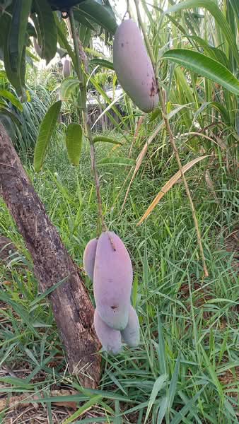 เพชรเกษม, กรุงเทพ, หนองค้างพลู, หนองแขม, กรุงเทพ, 2,920 ตร.ม., ที่ดิน ขาย, โดย จิระเมศร์ วราสิทธิ์สิริ, 500368265 - DDproperty.com