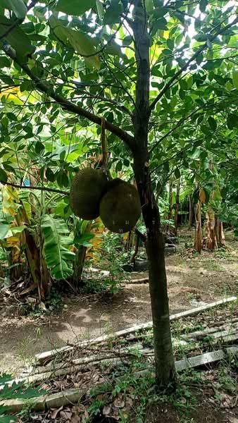 เพชรเกษม, Bangkok, Nong Kang Plu, Nong Khaem, Bangkok, , 2,920 sqm, Land For Sale, by จิระเมศร์ วราสิทธิ์สิริ, 500368265 - DDproperty.com