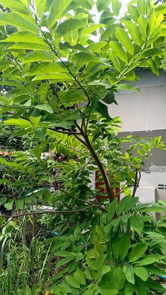 เพชรเกษม, กรุงเทพ, หนองค้างพลู, หนองแขม, กรุงเทพ, 2,920 ตร.ม., ที่ดิน ขาย, โดย จิระเมศร์ วราสิทธิ์สิริ, 500368265 - DDproperty.com