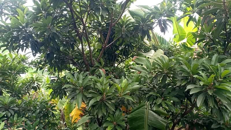เพชรเกษม, กรุงเทพ, หนองค้างพลู, หนองแขม, กรุงเทพ, 2,920 ตร.ม., ที่ดิน ขาย, โดย จิระเมศร์ วราสิทธิ์สิริ, 500368265 - DDproperty.com
