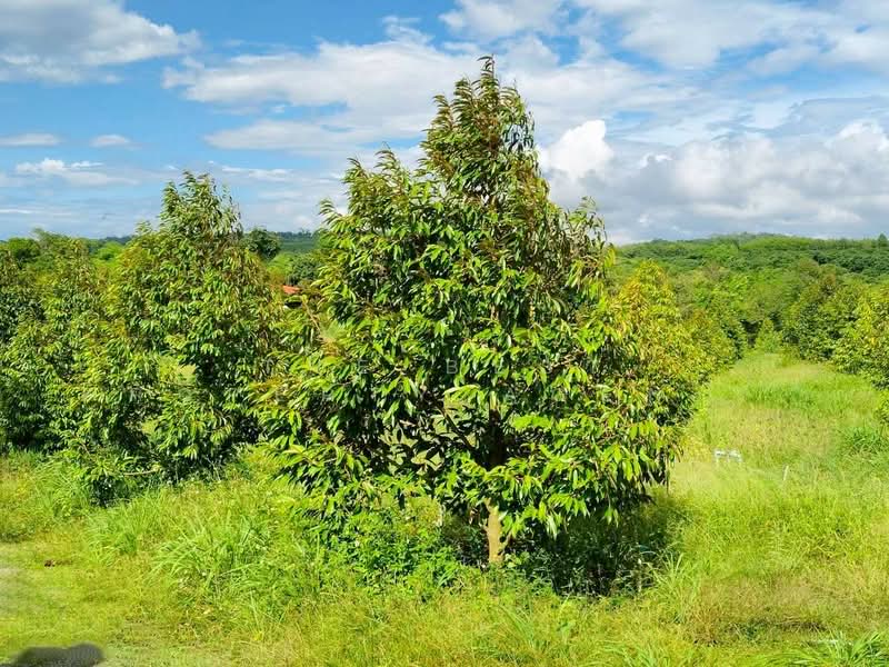 โครงการ :, Chanthaburi, Thap Sai, Pong Nam Ron, Chanthaburi, , 28,020 sqm, Land For Sale, by The Best Property Agent โชติ, 500368425 - DDproperty.com