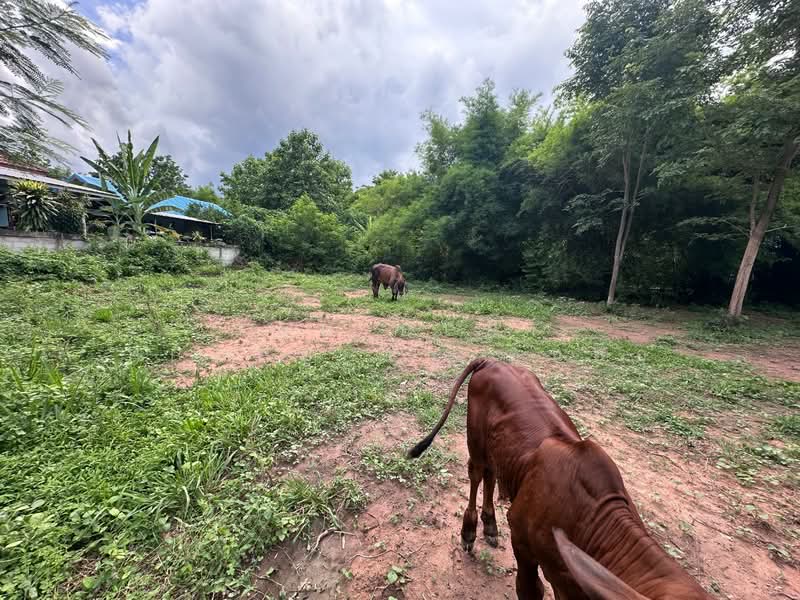 ที่ดินหนองเรือ ขอนแก่น, Khon Kaen, Chorakhe, Nong Rua, Khon Kaen, , 3,440 sqm, Land For Sale, by The Best Property ต้นอ้อ, 500368548 - DDproperty.com