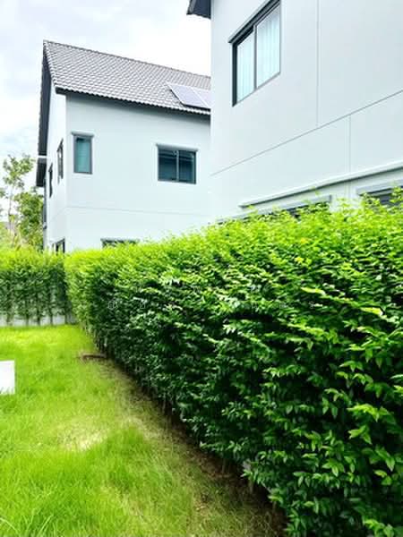 Saransiri Westgate, Nonthaburi, Bang Rak Pattana, Bang Bua Thong, Nonthaburi, 4 Bedrooms, 185 sqm, Single Detached House For Rent, by นัฐพงค์ มณีอัครเนตร, 500368695 - DDproperty.com