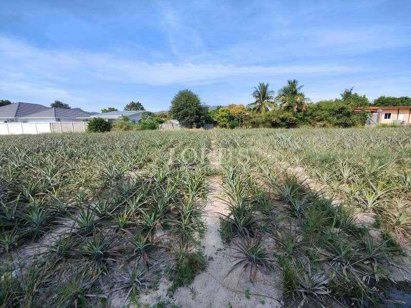 Hua Hin Black Mountain, Prachuap Khiri Khan, 565 Moo7 Nong Hieng Road Hin Lek Fai, Hin Lek Fai, Hua Hin, Prachuap Khiri Khan, 1 Bedroom, 4,800 sqm, Land For Sale, by Mark Puttkammer, 500368850 - DDproperty.com