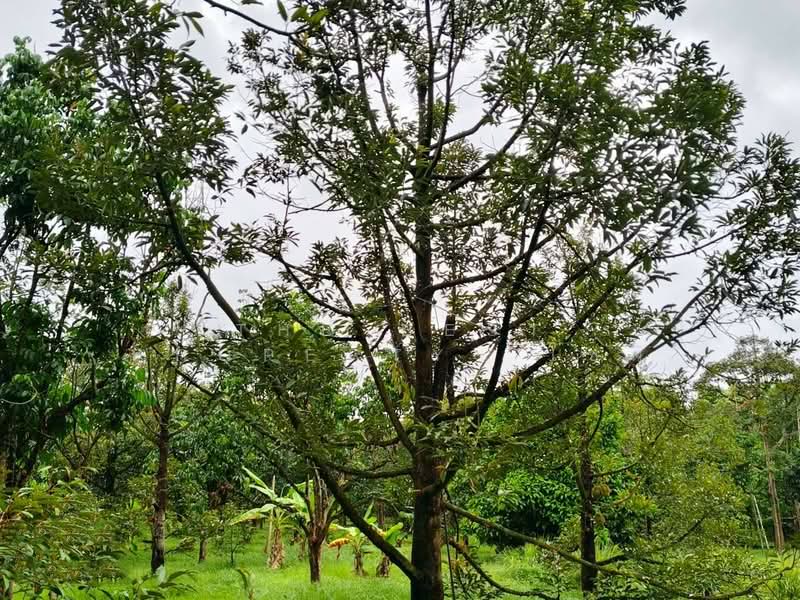 ที่ดินท่าใหม่ จันทบุรี, Chanthaburi, Khao Wua, Tha Mai, Chanthaburi, , 11,144 sqm, Land For Sale, by The Best Property โชติ, 500369000 - DDproperty.com