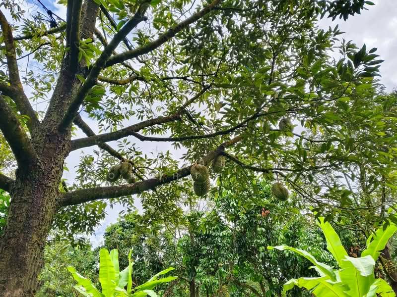 ที่ดินท่าใหม่ จันทบุรี, Chanthaburi, Khao Wua, Tha Mai, Chanthaburi, , 11,144 sqm, Land For Sale, by The Best Property โชติ, 500369000 - DDproperty.com