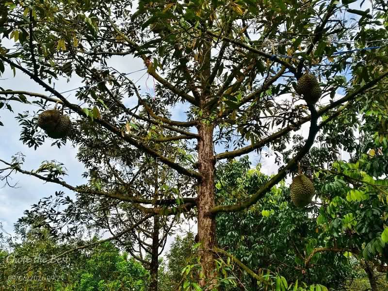ที่ดินท่าใหม่ จันทบุรี, Chanthaburi, Khao Wua, Tha Mai, Chanthaburi, , 11,144 sqm, Land For Sale, by The Best Property โชติ, 500369000 - DDproperty.com