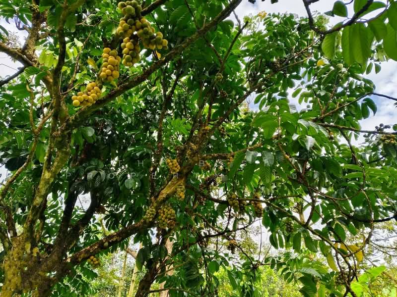 ที่ดินท่าใหม่ จันทบุรี, จันทบุรี, เขาวัว, ท่าใหม่, จันทบุรี, 11,144 ตร.ม., ที่ดิน ขาย, โดย The Best Property โชติ, 500369000 - DDproperty.com