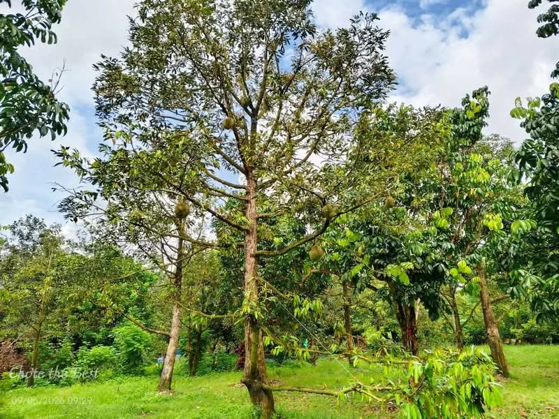 ที่ดินท่าใหม่ จันทบุรี, Chanthaburi, Khao Wua, Tha Mai, Chanthaburi, , 11,144 sqm, Land For Sale, by The Best Property โชติ, 500369000 - DDproperty.com