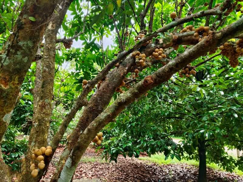 ที่ดินท่าใหม่ จันทบุรี, Chanthaburi, Khao Wua, Tha Mai, Chanthaburi, , 12,036 sqm, Land For Sale, by The Best Property โชติ, 500369035 - DDproperty.com