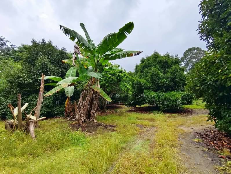 ที่ดินท่าใหม่ จันทบุรี, จันทบุรี, เขาวัว, ท่าใหม่, จันทบุรี, 12,036 ตร.ม., ที่ดิน ขาย, โดย The Best Property โชติ, 500369035 - DDproperty.com