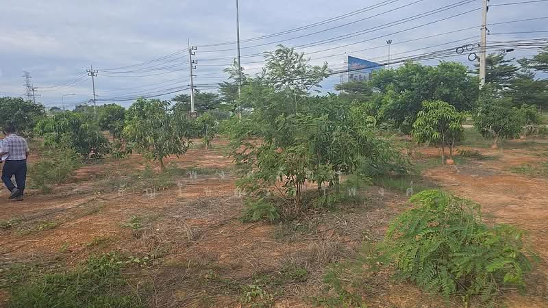 ขายที่ดินพร้อมต้นมะม่วง 200 ต้น ต.สมอแข อ.เมือง จ.พิษณุโลก, Phitsanulok, Samo Khae, Muang Phitsanulok, Phitsanulok, , 4,532 sqm, Land For Sale, by พงศ์ภัทร์ ธัญโชควราพงศ์, 500369386 - DDproperty.com
