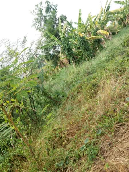 ที่ดินองครักษ์ นครนายก, Nakhon Nayok, Bung San, Ongkharak, Nakhon Nayok, , 480 sqm, Land For Sale, by The Best Property วรรณ, 500370125 - DDproperty.com