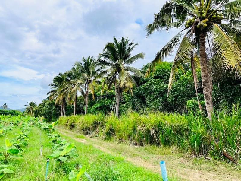 ที่ดินหัวหิน ประจวบคีรีขันธ์, Prachuap Khiri Khan, Nong Phap, Hua Hin, Prachuap Khiri Khan, , 41,460 sqm, Land For Sale, by The Best Property ต่าย, 500370260 - DDproperty.com