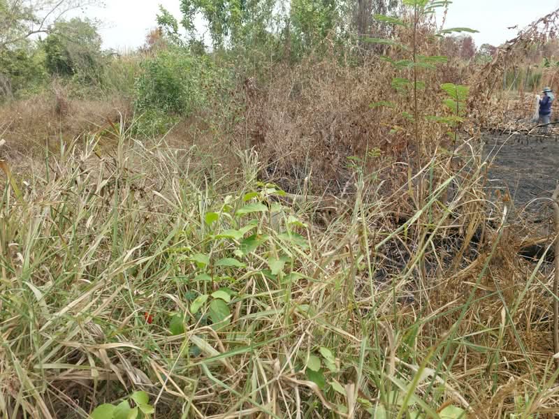 ที่ดินองครักษ์ นครนายก, Nakhon Nayok, Bung San, Ongkharak, Nakhon Nayok, , 480 sqm, Land For Sale, by The Best Property วรรณ, 500370289 - DDproperty.com
