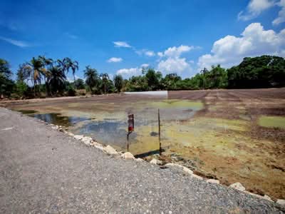 ขาย - ที่ดินเปล่า 5 ไร่ ที่ดิน ใกล้กับโรงงานแสนสิริ ถนนลำลูกกา, ปทุมธานี