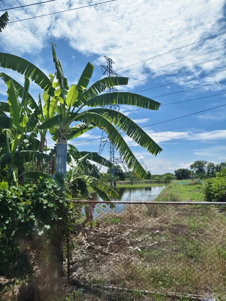 Two adjacent plots of land in Bang Phueng, Chachoengsao, Bang Pung, Bang Pakong, Chachoengsao, , 4,932 sqm, Land For Sale, by Khommaphat Phumbandit, 500371389 - DDproperty.com