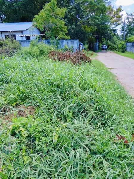 ที่ดินนอกเมือง สุรินทร์, Surin, Nok Muang, Muang Surin, Surin, , 520 sqm, Land For Sale, by The Best Property   ต้อม, 500371970 - DDproperty.com