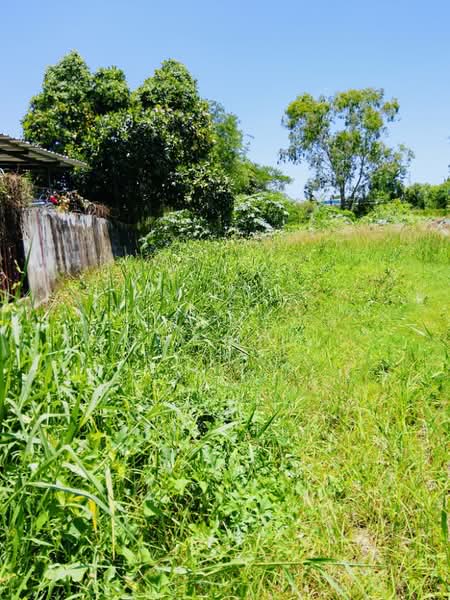 ที่ดินนอกเมือง สุรินทร์, Surin, Nok Muang, Muang Surin, Surin, , 520 sqm, Land For Sale, by The Best Property   ต้อม, 500371970 - DDproperty.com