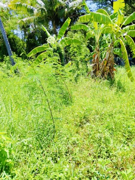 ที่ดินนอกเมือง สุรินทร์, สุรินทร์, นอกเมือง, เมืองสุรินทร์, สุรินทร์, 520 ตร.ม., ที่ดิน ขาย, โดย The Best Property ต้อม, 500371970 - DDproperty.com